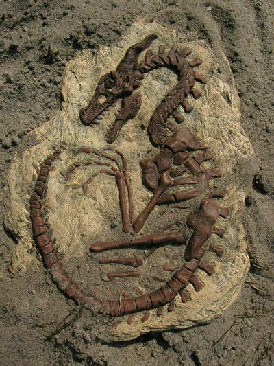 fossile drago cina|‘Amazing Dragon’ Fossils Unearthed in China Rewrite Story of .